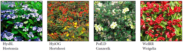 De Schoof_overzicht planten 3