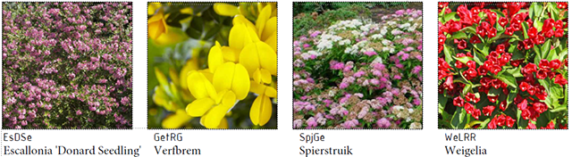 Groenewaal_Overzicht planten 3