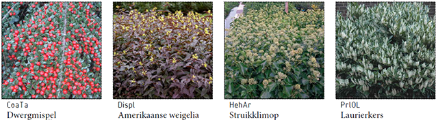 Groenewaal_Overzicht planten 4