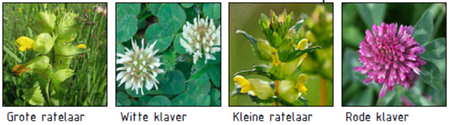 Laagland_Overzicht planten 1