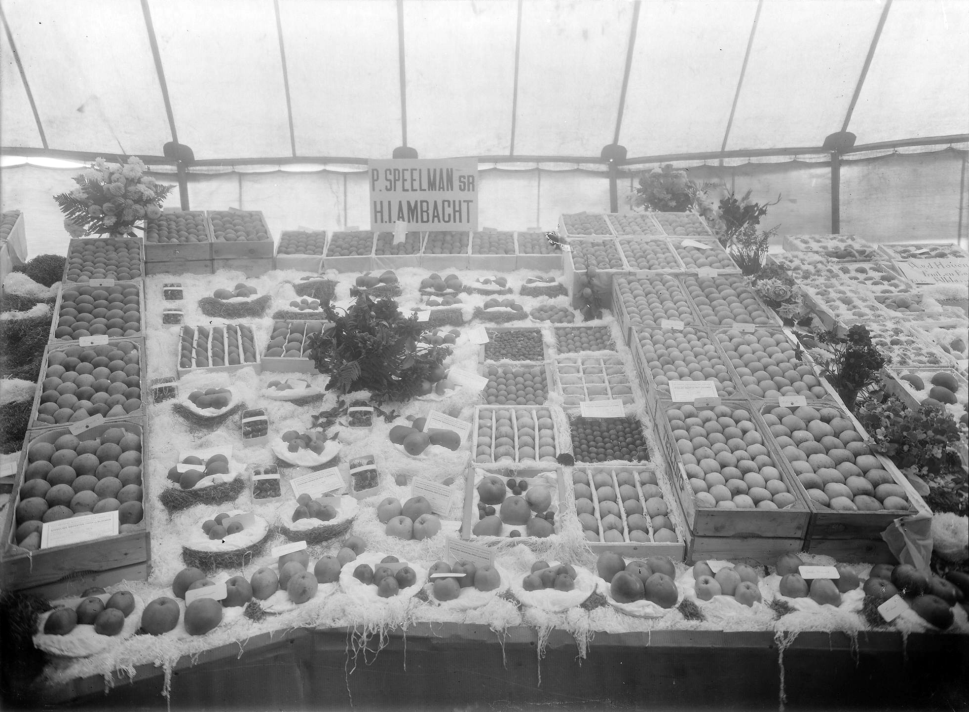 Stand fruitkweker P Speelman tentoonstelling Ridderkerk 2 januari 1927
